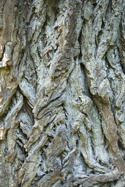 Vieux Fond Riche Texture Bois Avec Des Nœuds Mur Bois — Photo