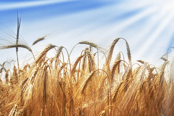 Hintergrund Gerste Landwirtschaft Agrarwirtschaft Industrie — Stockfoto