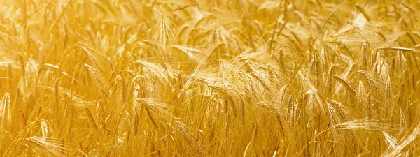 Golden Barley Ears Agriculture Harvest Industry Concept — Stock Photo, Image