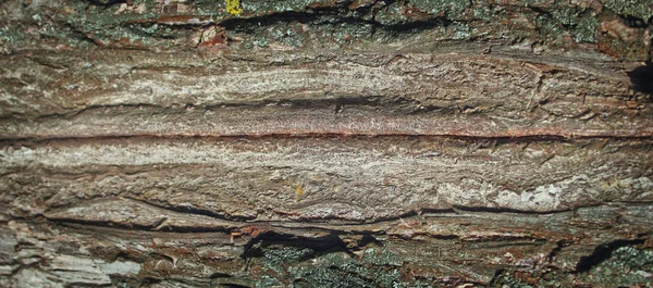 Textura Grano Madera Rica Marrón Viejo — Foto de Stock