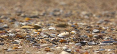 arka plan deniz kabukları (rekreasyon, turist, seyahat, tatil)