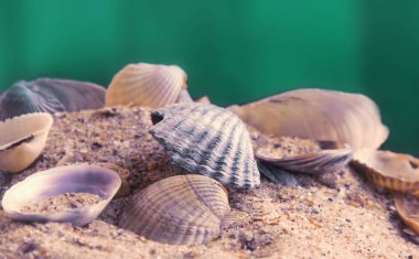 arka plan deniz kabukları (rekreasyon, turist, seyahat, tatil)