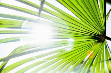 Güneş yayılan bir yeşil yaprak yaz sembolü olarak parlıyor dinlen, wacation ve tatil. Doğal arka plan dokusu.