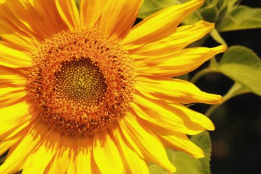 güzel sıcak ayçiçeği yakın (çerçevede çimen)