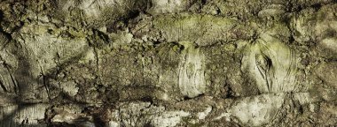 Ağaç kabuğu dokusu. Doğanın ahşap arka planı. Eski şekilli çatlamış ağaç kabuğunun dokusu. 