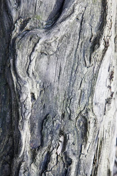 노트와 부유한 나뭇결 — 스톡 사진