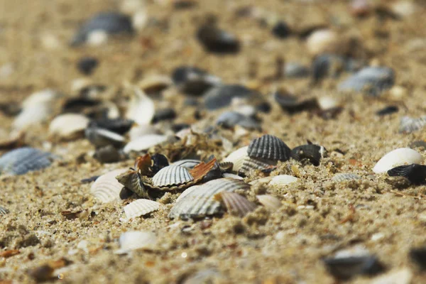 ほとんどの海の貝殻や砂の石 海の貝の浜の砂 ビーチで砂に小さな貝殻のクローズ アップ 海海岸のクローズ アップ 砂の背景 砂の上の貝殻 — ストック写真