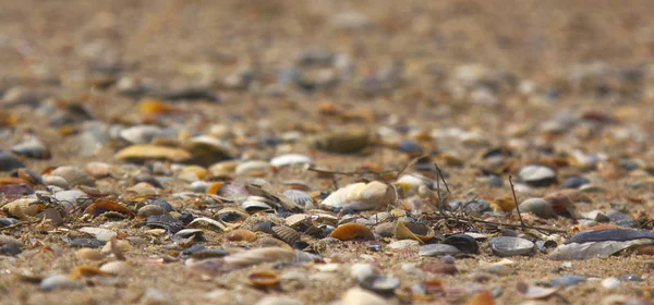 Pozadí Mořské Mušle Rekreace Turistické Cestování Dovolená — Stock fotografie