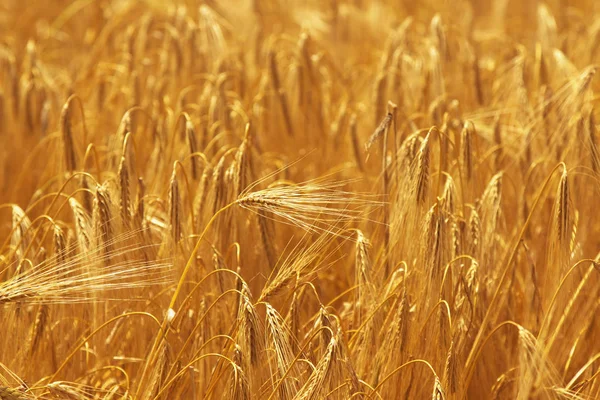 Sfondo Campo Orzo Agricoltura Agronomia Industria — Foto Stock