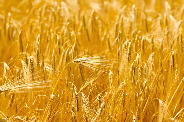 Altın Arpa Arka Plan Tarım Hasat Sanayi Yaz Tatil Kavramı — Stok fotoğraf