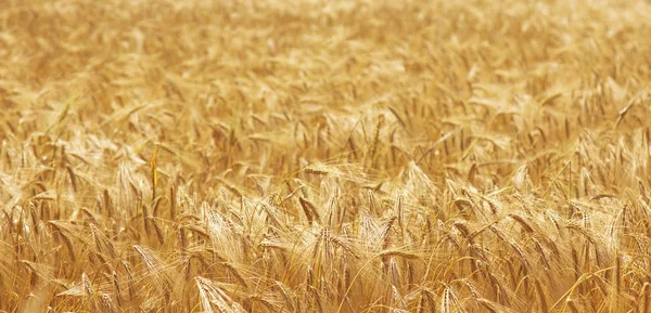Gerst Veld Achtergrond Landbouw Agronomie Industrie — Stockfoto