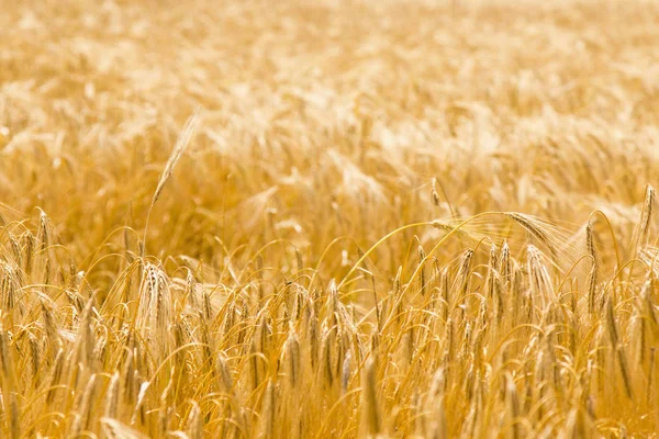 Gouden Gerst Oren Focus Voorgrond Landbouw Oogst Industrie Concept — Stockfoto