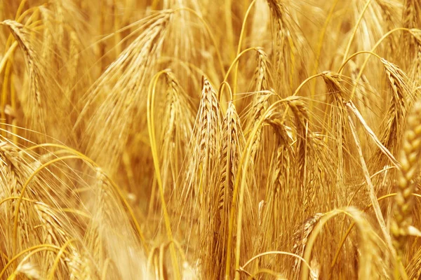 Gerst Veld Achtergrond Landbouw Agronomie Industrie — Stockfoto