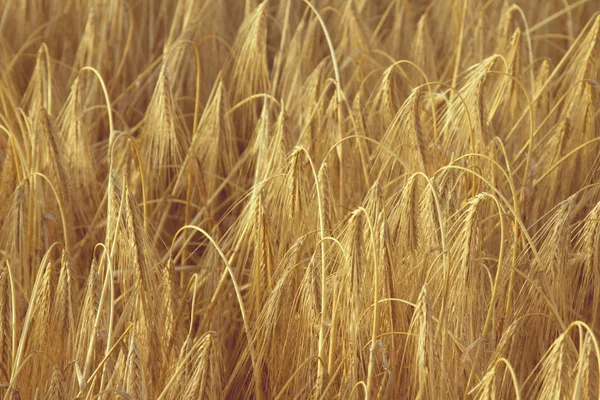 Golden Barley Ears (agriculture, harvest, industry concept)