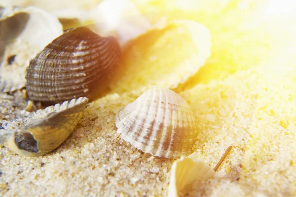 Achtergrond Zeeschelpen Recreatie Toeristische Reizen Vakantie — Stockfoto