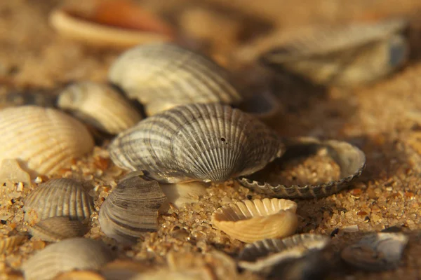 Fundo Conchas Mar Recreação Turista Viajar Feriado — Fotografia de Stock