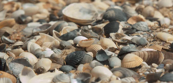 沙滩上的小贝壳和石头 沙滩沙 靠近沙滩上的小贝壳 海岸特写镜头 沙子背景 沙滩上的贝壳 — 图库照片