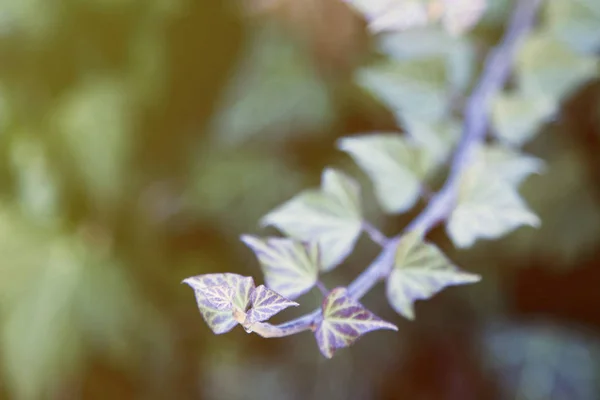 Ivy Texture Sfondo Foglie Verdi Sfondo Modello Foglia — Foto Stock