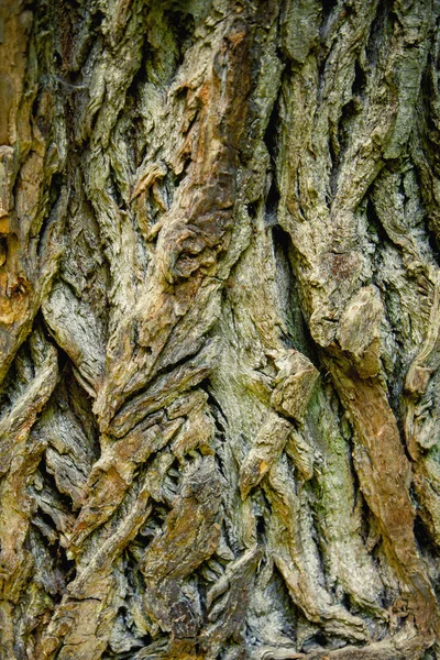 Oude Rijke Hout Textuur Achtergrond Houten Wand Voor Ontwerp Tekst — Stockfoto