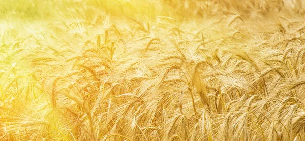 Golden Barley Ears (agriculture, harvest, industry)