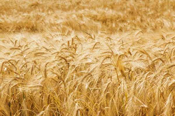 Gouden Gerst Veld Achtergrond Landbouw Agronomie Industrie Concept — Stockfoto