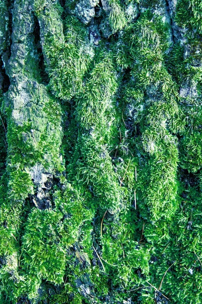 Sfondo Verde Muschio Motivo Texture Muschiato Natura Foresta Concetto Outdoor — Foto Stock