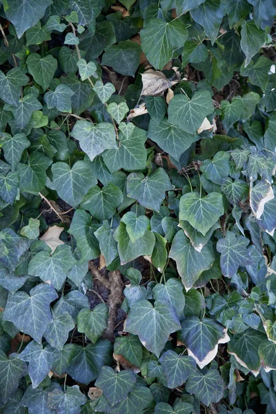 Ivy Textura Fundo Folhas Verdes Padrão Folha — Fotografia de Stock