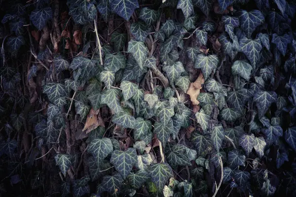 Ivy Texture Sfondo Foglie Verdi Modello Foglia — Foto Stock