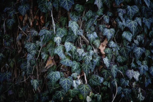 Ivy Texture Sfondo Foglie Verdi Modello Foglia — Foto Stock