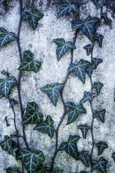 アイビーテクスチャ 緑の葉の背景 葉のパターン — ストック写真
