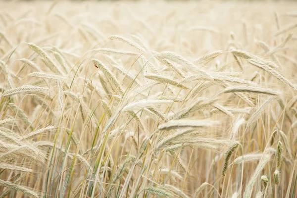 Уши Золотой Пшеницы Закрываются Сельские Пейзажи Сияющим Солнцем Сельское Хозяйство — стоковое фото