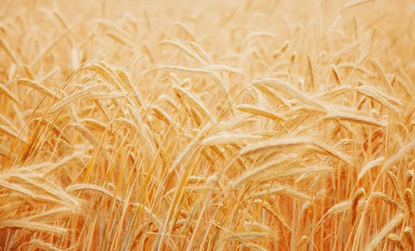 Wheat Field Ears Golden Wheat Close Rural Scenery Shining Sunlight — Stock Photo, Image