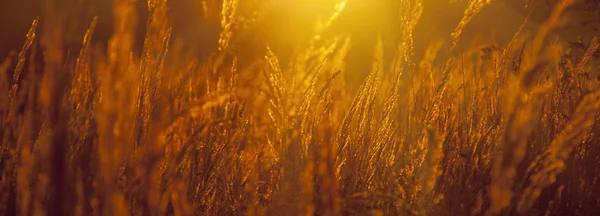 Wild Grass Rays Golden Morning Sun Background — Stock Photo, Image