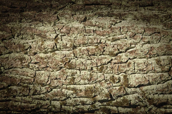 Casca Velha Textura Árvore Detalhe Fundo — Fotografia de Stock