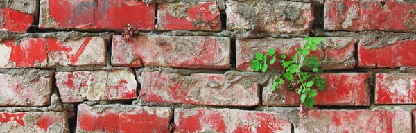 Plant Sprouted Old Dirty Red Brick Wall Background — Stock Photo, Image