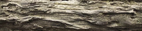 Tree Bark Texture Nature Wood Background Texture Pattern Old Figured — Stock Photo, Image