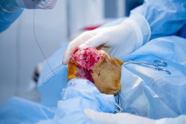 Hayvan hastanesindeki köpek. Ameliyat sırasında köpek dişi. Ön çapraz yırtılma. Bacağa çift osteotomi yapılmış. (Sağlık, hayvan, hastane, tedavi, tıp konsepti)