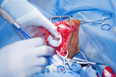 İşlem bir hayvan hastalıklarıyla ilgili klinik köpek pençeleri. Tim kanama süreci yakın çekim. 