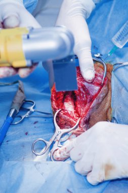 Kemiğe cerrahi kesik. Karmaşık bir cerrahi operasyon yürütüyorum. Veteriner ameliyatı, yaralı köpek bacağı tedavisi. (Sağlık, hayvan, hastane, tedavi, tıp konsepti)