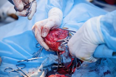 Kemiğe cerrahi kesik. Karmaşık bir cerrahi operasyon yürütüyorum. Veteriner ameliyatı, yaralı köpek bacağı tedavisi. (Sağlık, hayvan, hastane, tedavi, tıp konsepti)