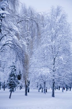 Kış orman. Güzel doğa
