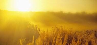 Sabah güneşli kirişler altın vahşi alanının görkemli manzara. Dramatik güzellik sahne. Ön plan üzerinde odaklanmak