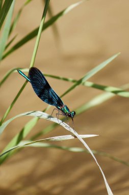 yusufçuk bir arka planda yeşil çimen