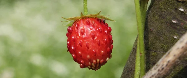 Strawberry Symbol Dietary Nutritional Food — Stock Photo, Image