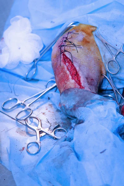 Операция Лапы Собаки Ветеринарной Клинике Ветеринарная Хирургия Починка Раненой Собачьей — стоковое фото