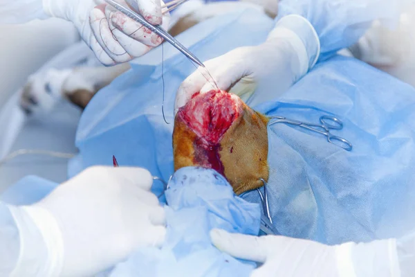 兽医救了一只狗的命 又帮他走了 兽医手术 修复受伤的犬腿 医学概念 — 图库照片
