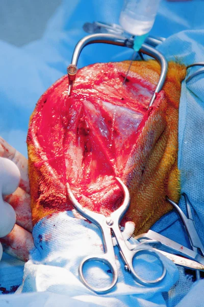 Fechar Irrigação Ferida Cirúrgica Realizando Uma Operação Complexa Cirurgia Veterinária — Fotografia de Stock