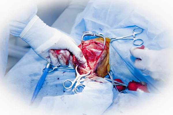 Performing a complex surgical operation. Veterinarian surgery, fixing of wounded canine leg. (Health, animal, hospital, treatment, medicine concept)