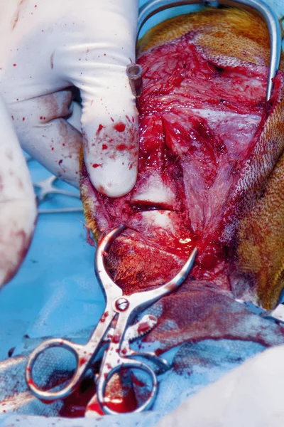 Közelkép Műtéti Bemetszés Csont Állatorvos Műtét Sebesült Kutya Láb Rögzítése — Stock Fotó