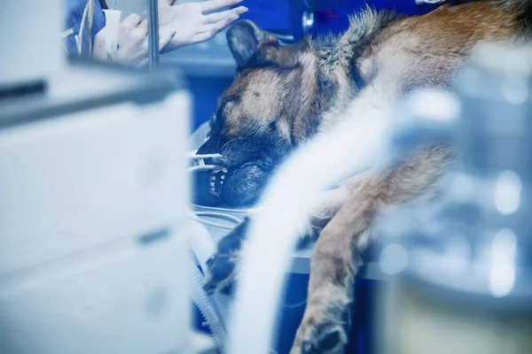 Dog in the animal hospital. Surgery operation. (Health, animal, hospital, treatment, medicine concept)